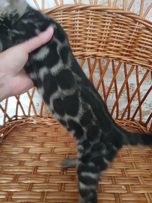 Шикарный бенгальский котик 3 мес