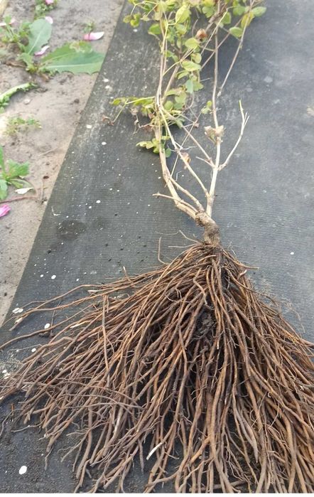 Клематис лавандово синій