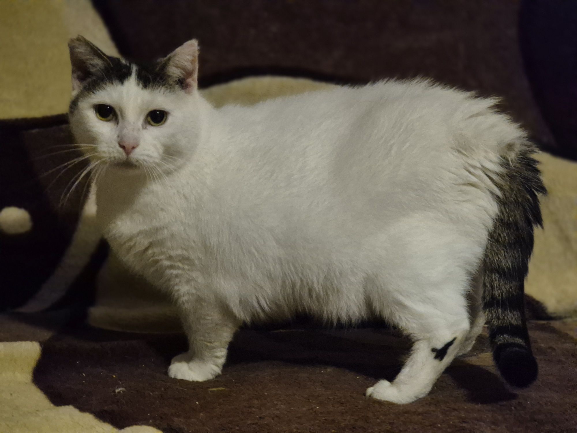 Koteczka Balbinka do pilnej adopcji