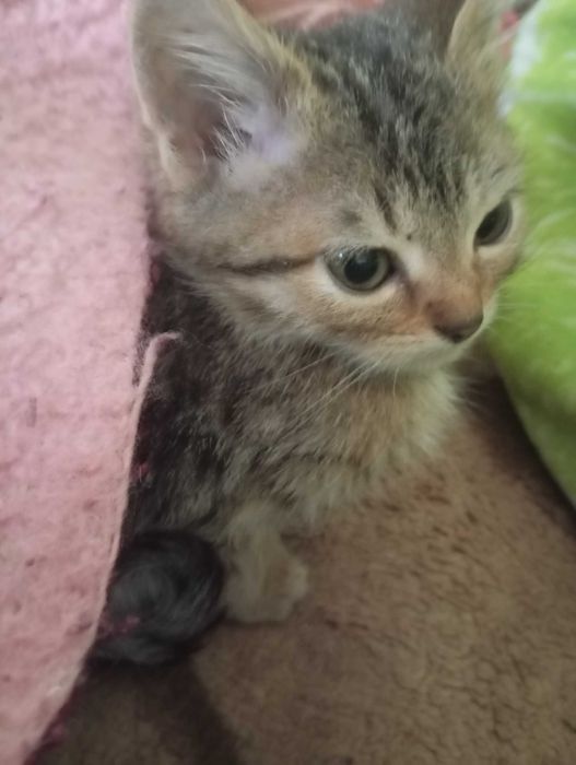 КОШЕНЯТА  чистокровні Шотландці