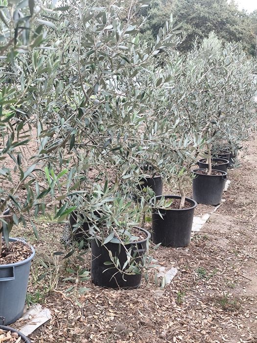 Oliveiras galega em pote 45l