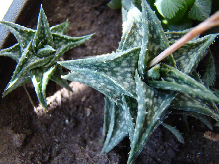 хавортії Купера, алое Дескоингса, седум Нуссбаумера