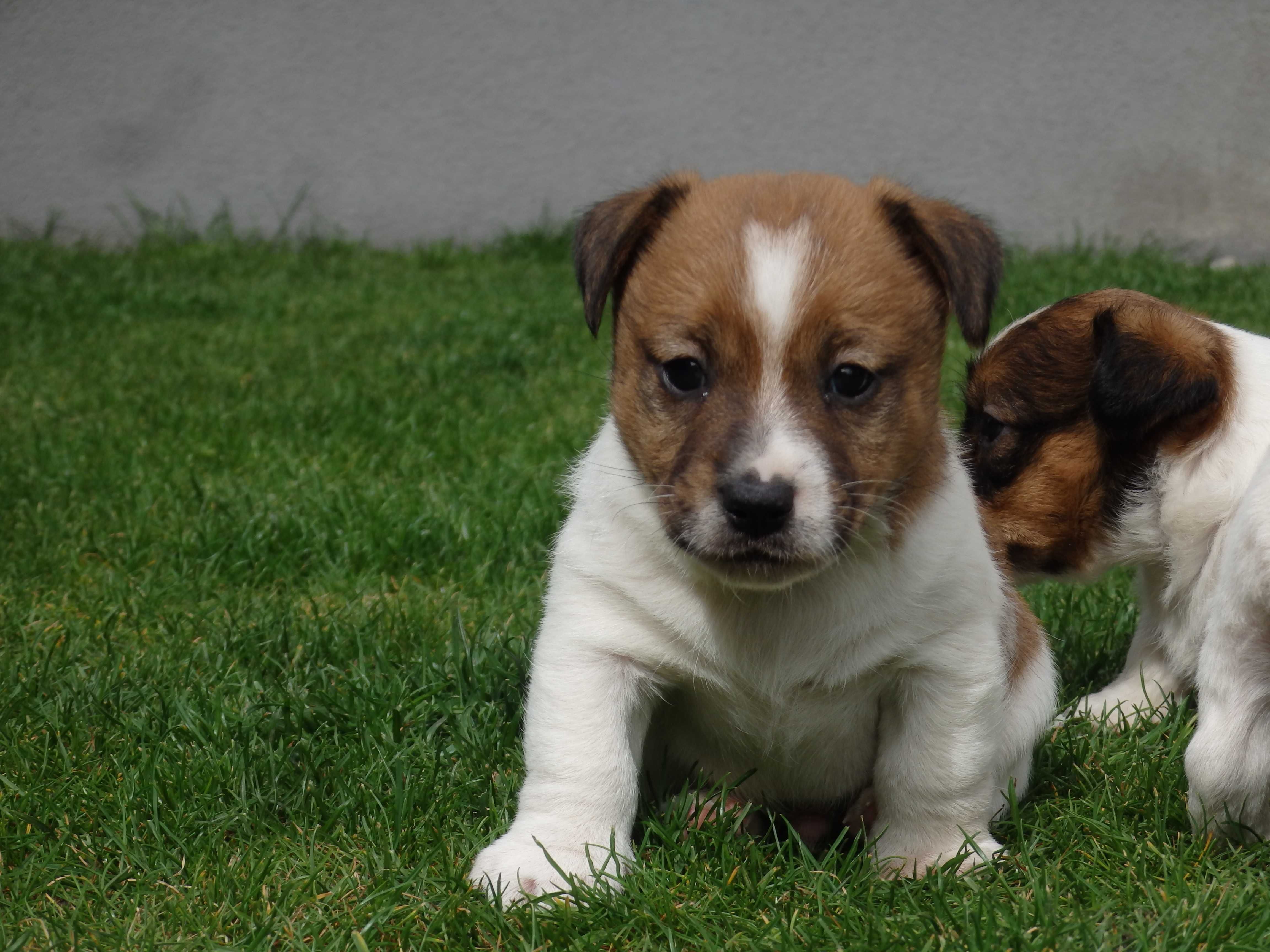 Jack Russell Terrier tylko od #SMARTIE JACKS# pure breed MALE JACK