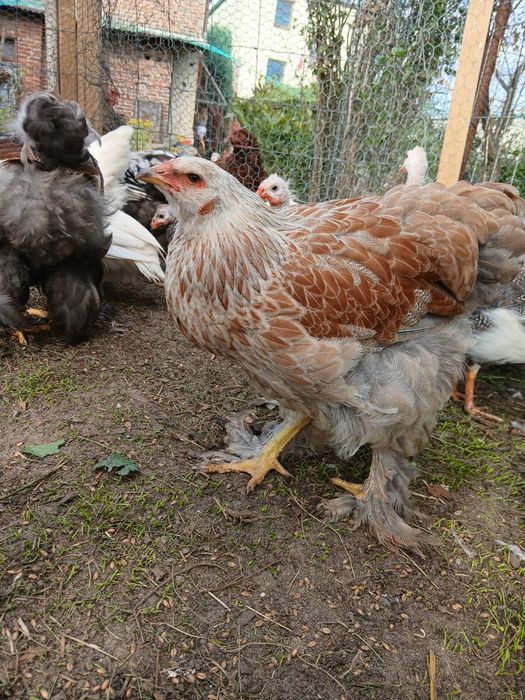 Piękne Brahmy olbrzymie