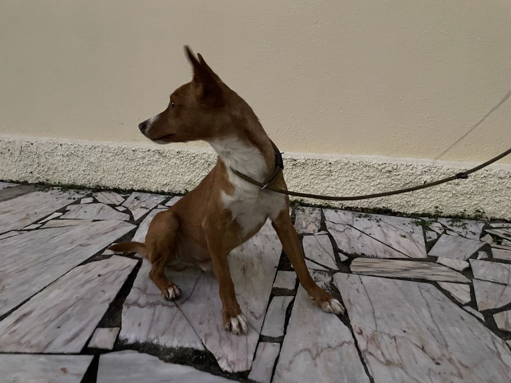 Podengo porte pequeno