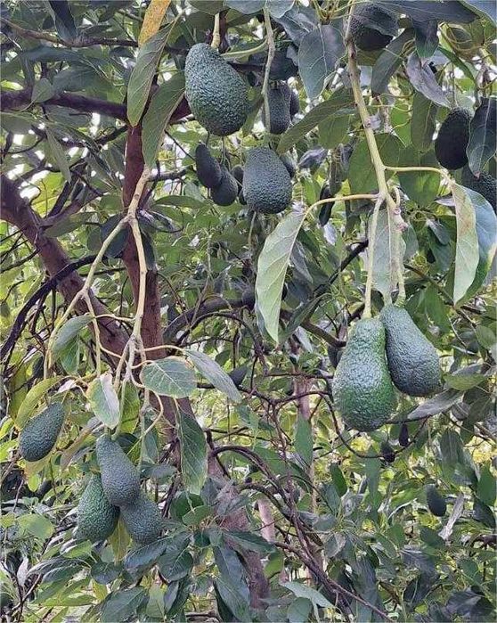 Awokado prosto z drzewa 1kg Hiszpania