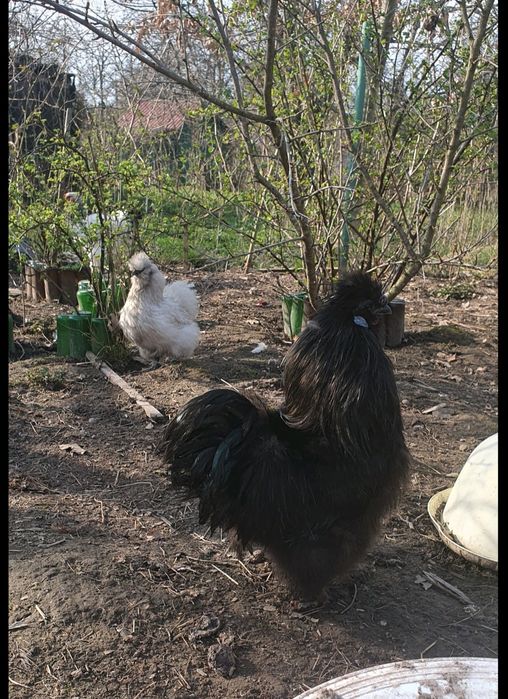 Інкубаційне яйце Китайська Шовкова, Silkies, Пухова курей