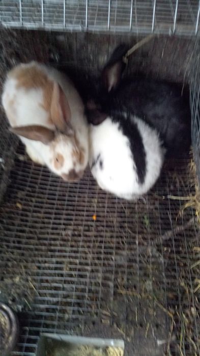 Продам молоді кролички