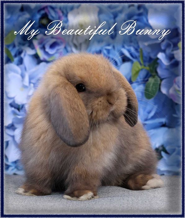 Młody Piękny króliczek Mini Lop - Black Tort