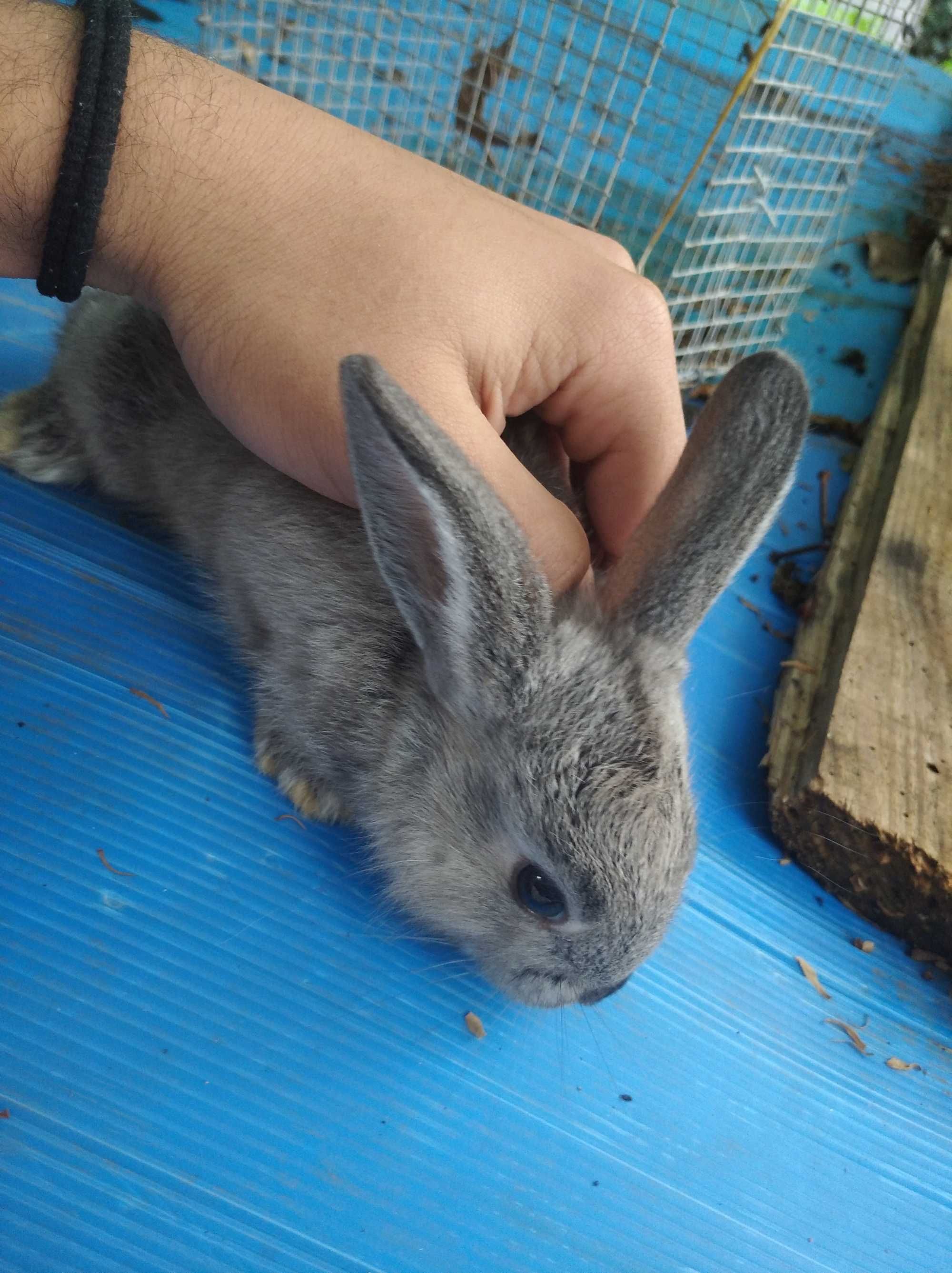 Coelho anão 35€vacinafos
