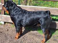 Rottweiler szczeniak REZERWACJA