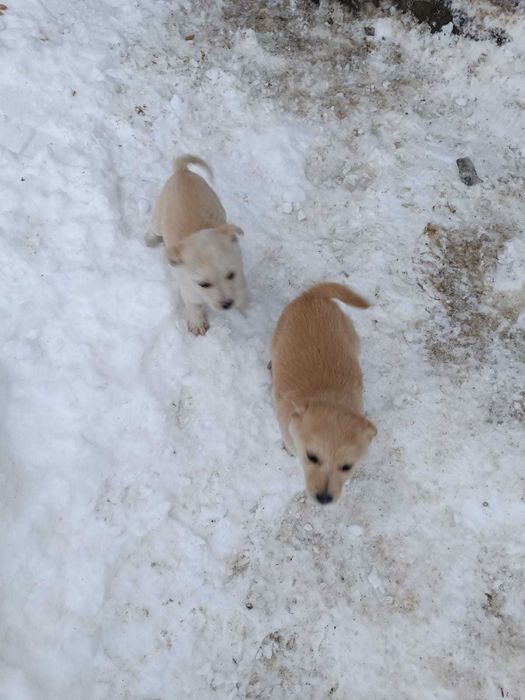 Віддам в добрі ручки . Безкоштовно. Цуценятка. Малі песики. Собаки