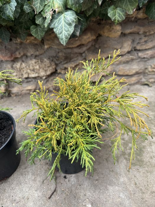 Кипарисовик Filifera Aurea