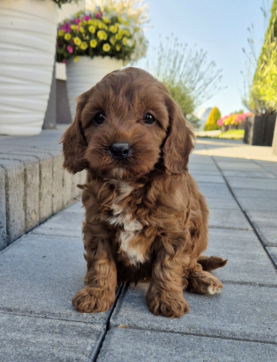 Cavapoo Samczyk F1B