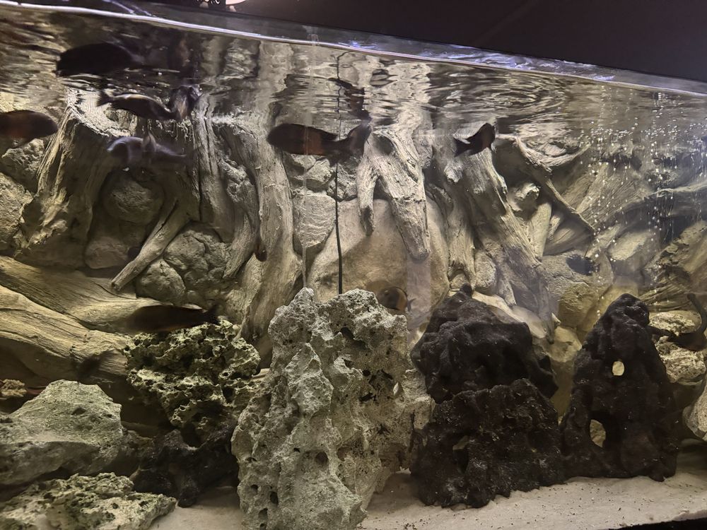 Akwarium ,,,Tropheus bemba i ikola dorosle stado z mlodymi
