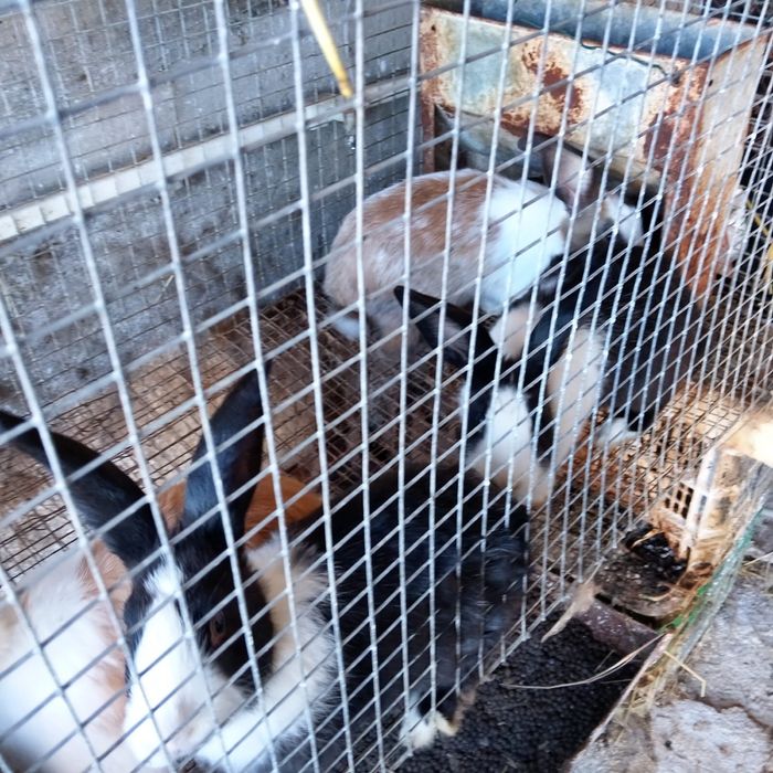 Coelhos Caseiros