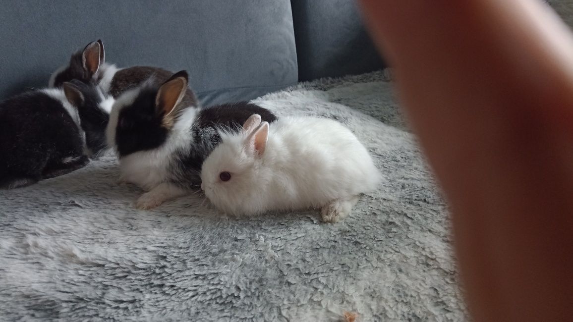 Króliczki karzełek Teddy