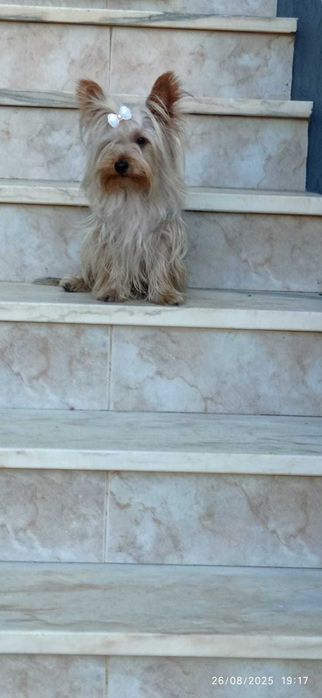 Yorkshire terrier femea linda