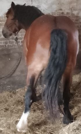 Koń zimnokrwisty / sztum