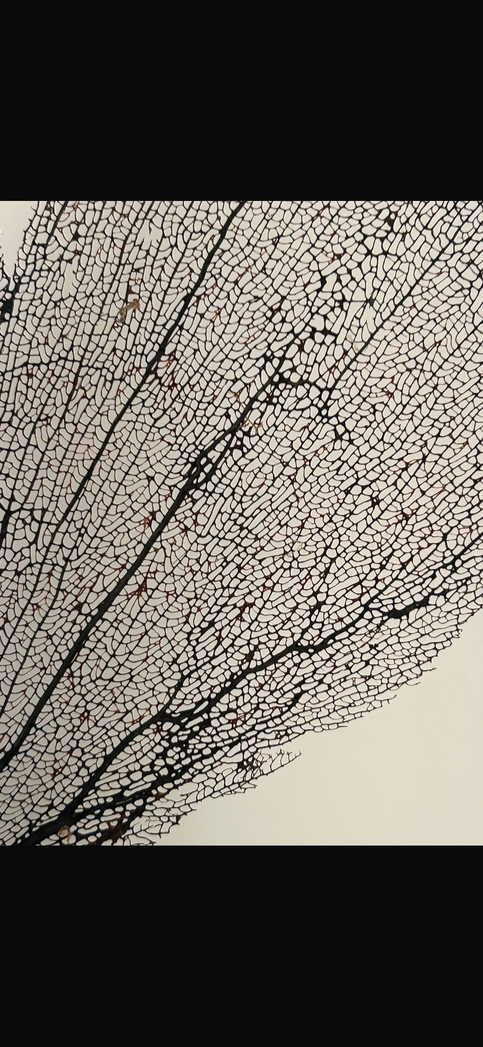 Gorgonia naturalna czarna