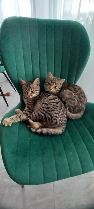 Oddam kotki w dobre ręce.