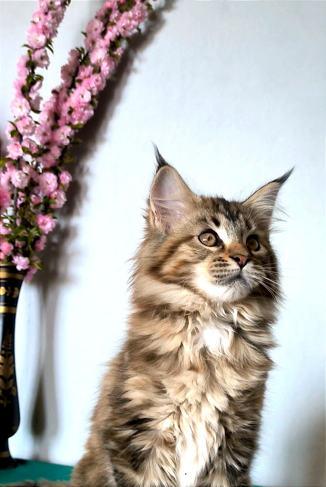 Котята Мейн-Кун, 3 месяца