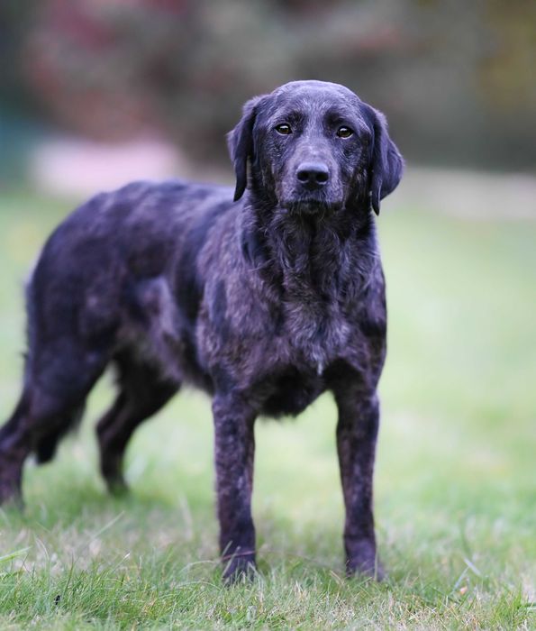 Suczka Mix Lablador do adopcji