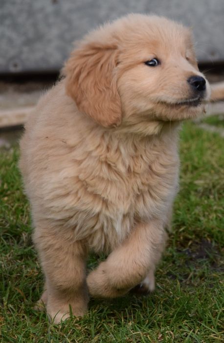 Golden retriever