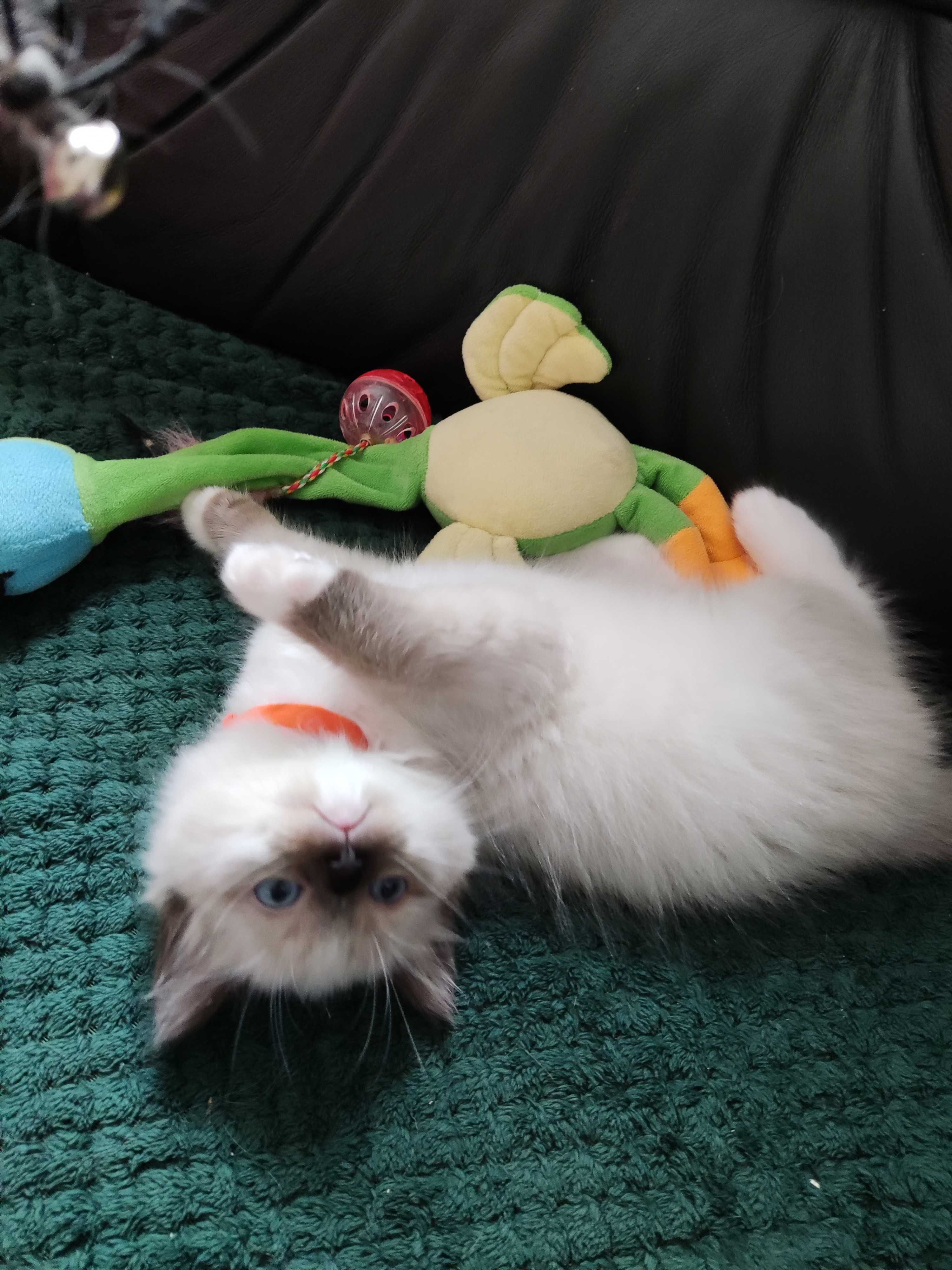 Ragdoll Kot kotka