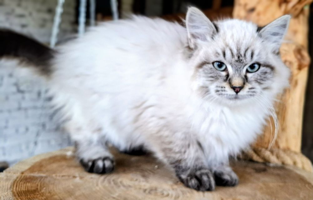 Słodziaki Neva Masquerade FPL