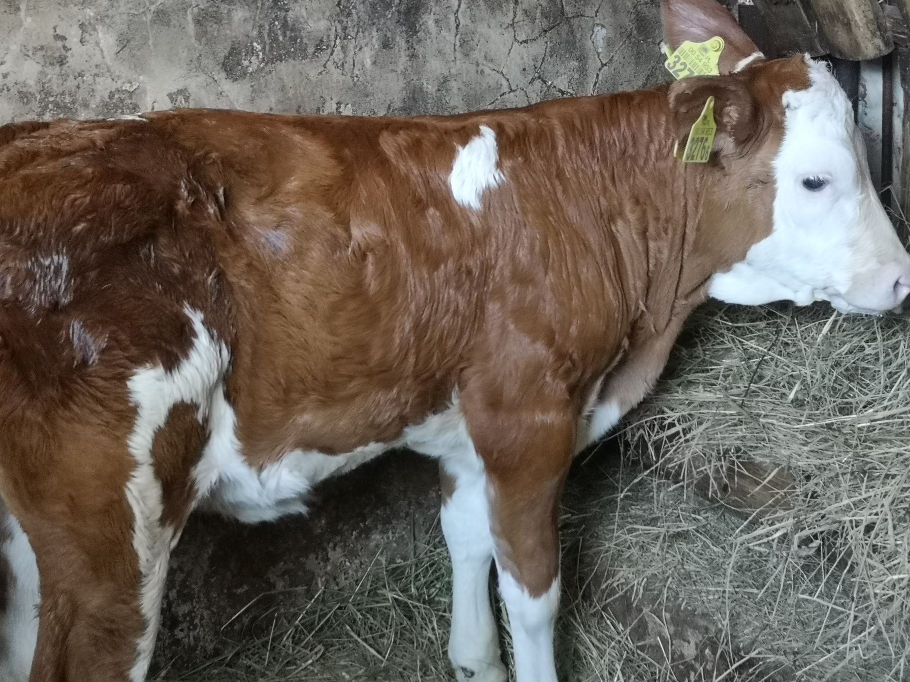 Cielęta jałóweczka rasy SM Aktualna na stanie