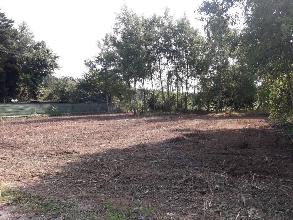 Wycinka i pielęgnacja drzew, przycinanie, korekta gałęzi