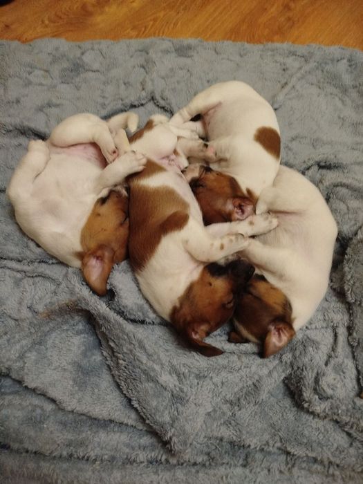 Цуцики Джек-Рассел 1хлоп 3 дівчинки