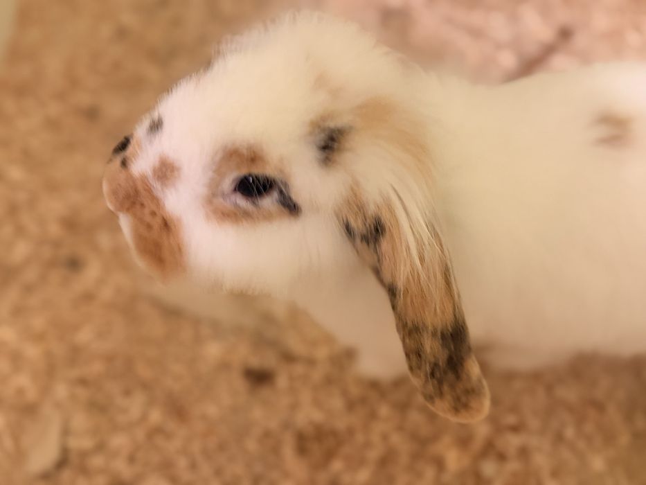 Królik miniaturka baranek