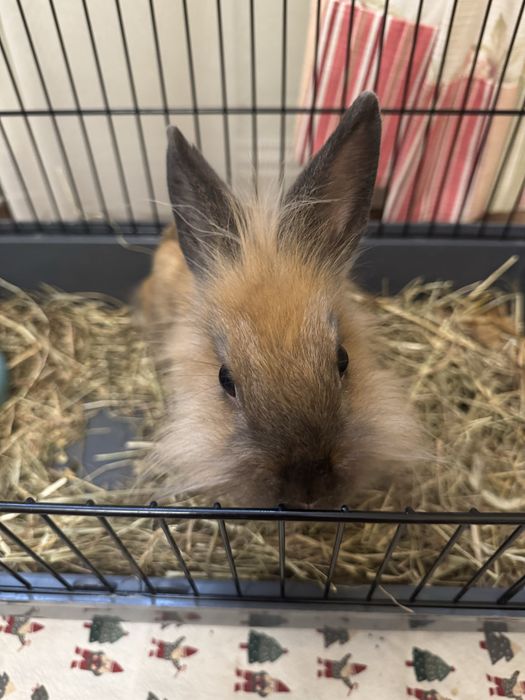 Кролик декоративний