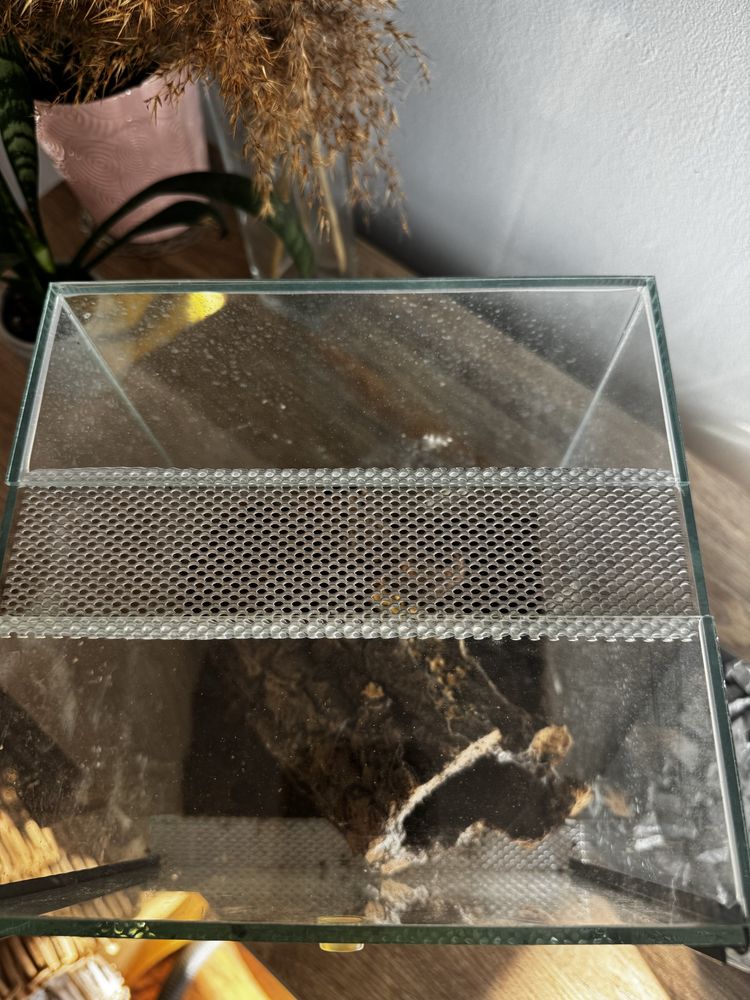 terrarium dla pająka