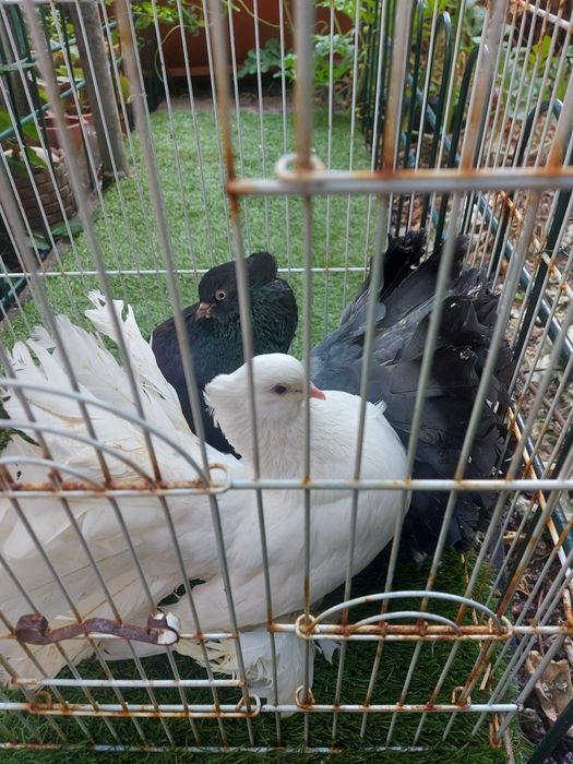 Vendo várias raças de pombos