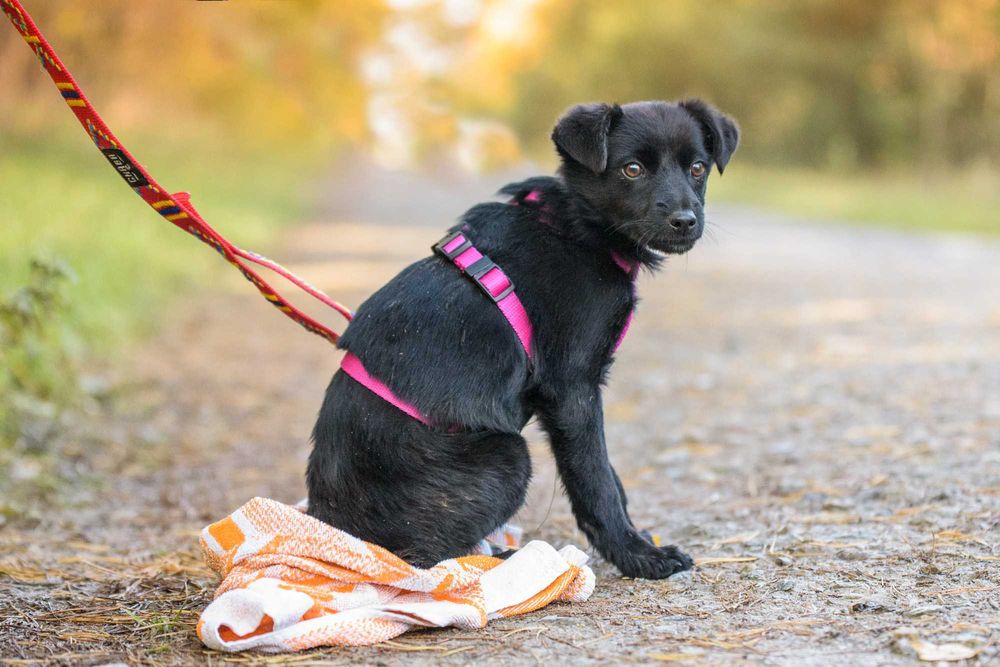 Maybe: psia dziecinka marznie w schronisku