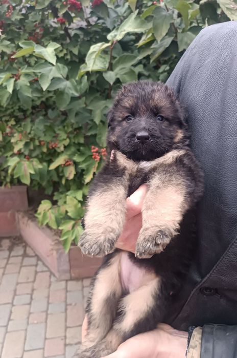 Цуценята німецької вівчарки