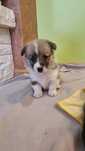 Welsh Corgi Pembroke Suczka ZKwP