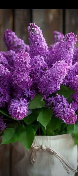 Форзиция,  айва , крыжовник