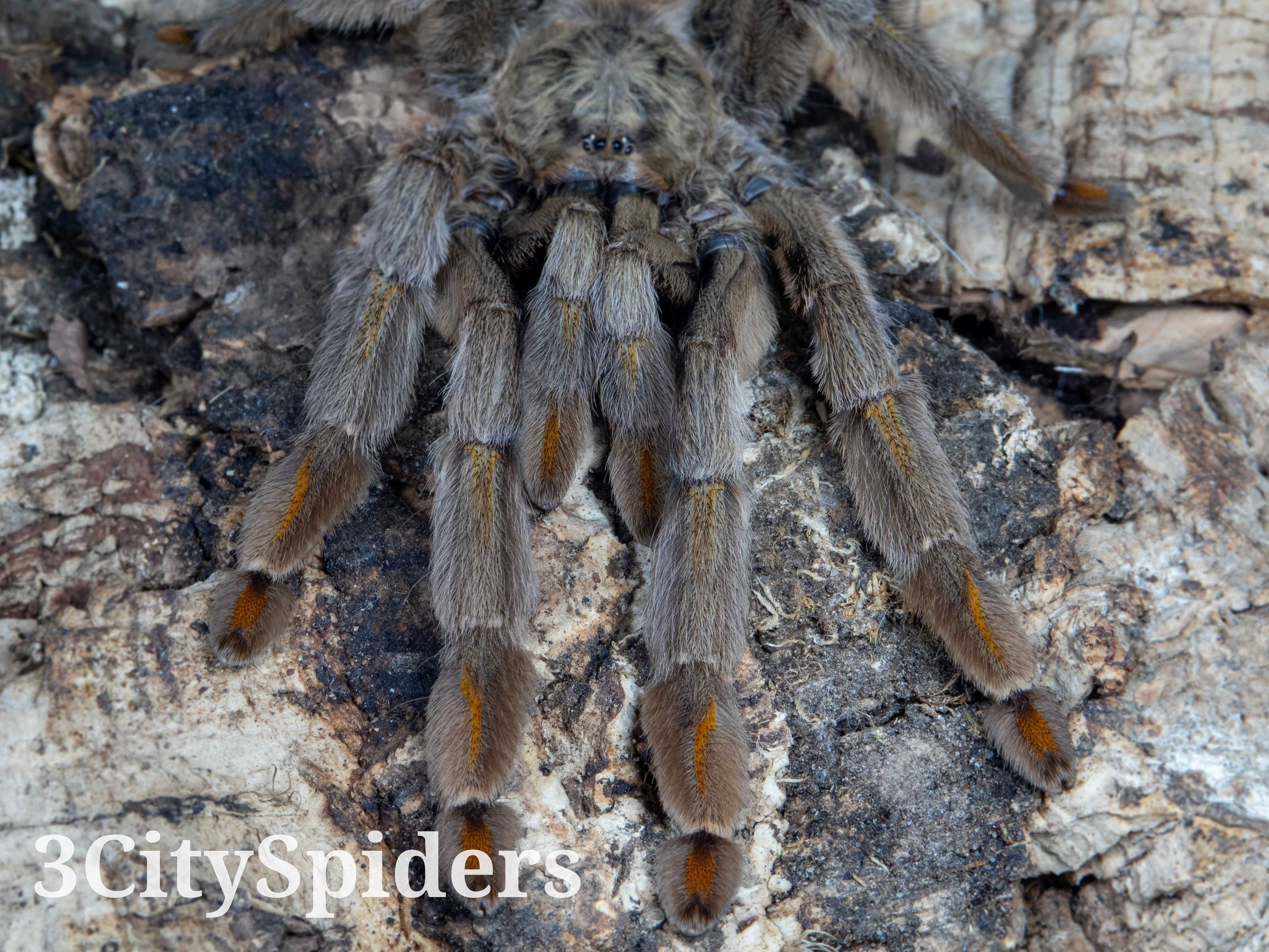 Psalmopoeus cambridgei L1/2 (3CitySpiders)