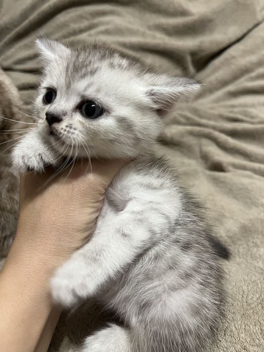 Шотландські кошенята