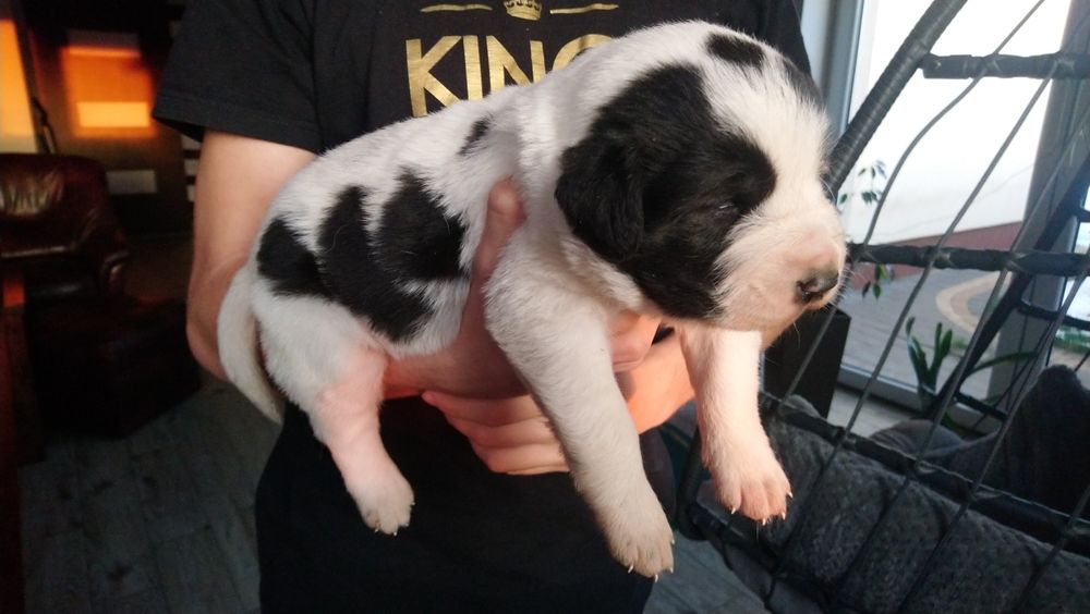 Owczarek Środkowoazjatycki - suczka