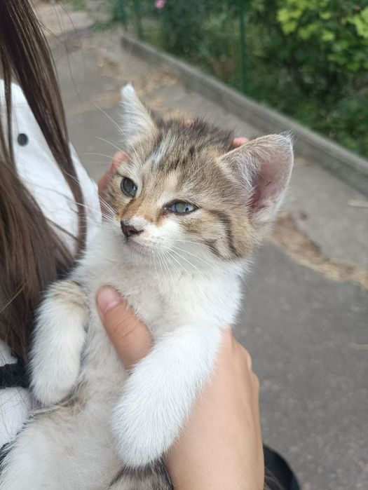 Кошенята, віддамо в добрі руки