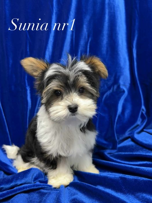 Sprzedam Yorki Biewery