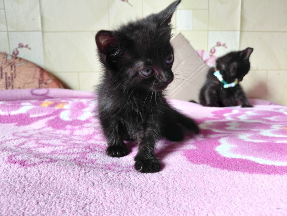 Котята в добрые руки!