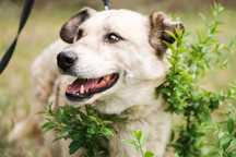 9 letnia Bazylka do adopcji!