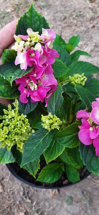 Живці для вкорінення