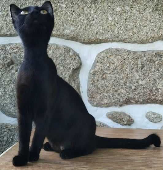 Dou gatinha esterilizada preta com 1 ano.